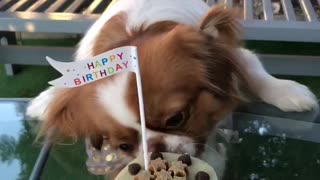 Cute Pooch Gets Birthday Cake