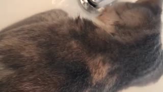 Brown cat drinks water from white sink faucet