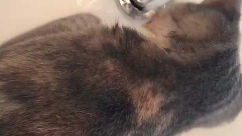 Brown cat drinks water from white sink faucet