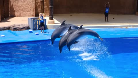 cute and funny dolphins playing and enjoying