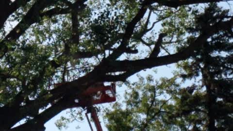 Tree Dismantling