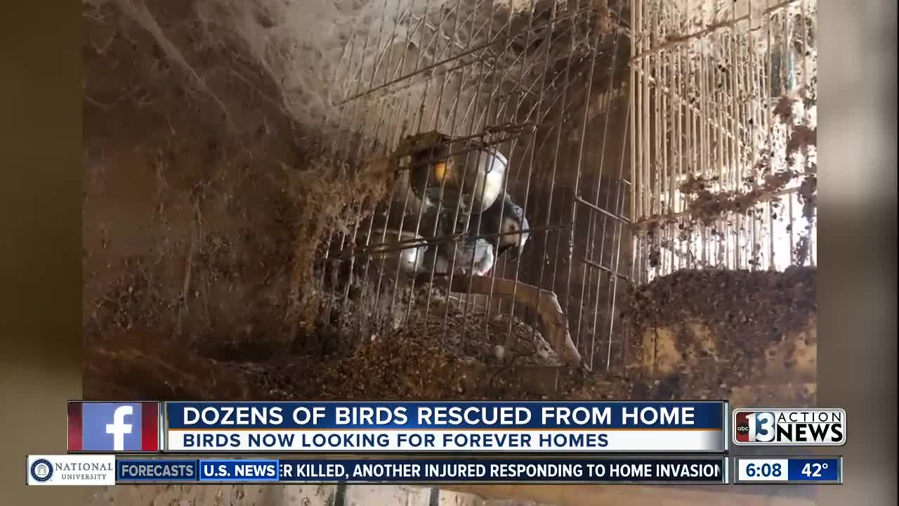 At least 40 birds rescued from hoarding situation