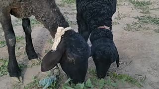how delicious they eat