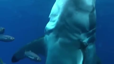 Shark Attacked in sea water | live Footage | omg Video