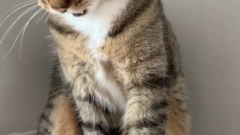 Cute Cat Cute moment Cat Video..