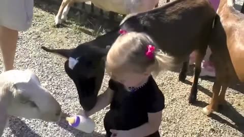 Funny Videos -kids and animal funny video viral