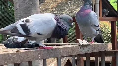 Pigeon guarding the house