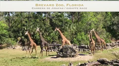 Giraffe Race at Brevard Zoo in Florida