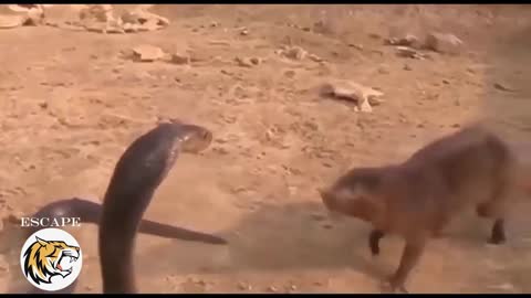 Mongoose vs cobra snake in serious war