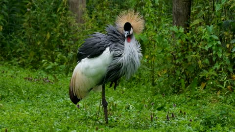 Grey Red Crowned Crane