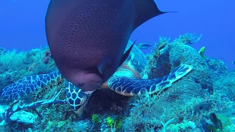 Turtle and Fish having dinner