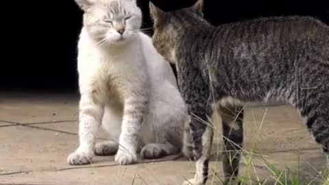 Two real cats scream fight - standoff - funny