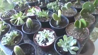 Mostrando os cactos e suculentas em pequenos vasos na floricultura! [Nature & Animals]