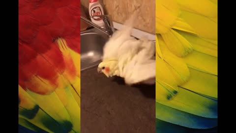 Crazy Parrot Dancing and Swimming