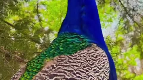 Indian peacock real voice