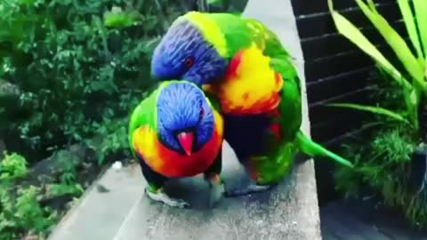 Bird mating