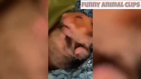 funny animal video