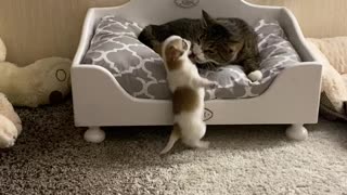 Pushy Puppy Forces Cat from Bed