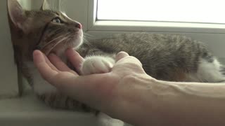 Cute Kitten Allows Me to Grab His Paw