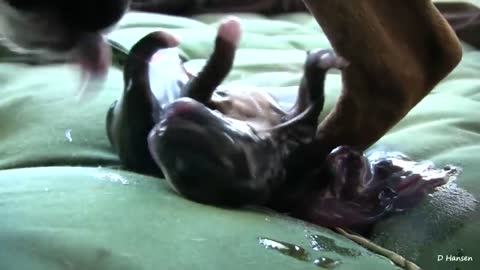 OMG!! Dog Has Amazing Birth While Standing