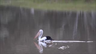 Pelican & Yurt