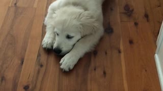 Golden Retriever Puppy Happily Runs Rampant With Toilet Paper