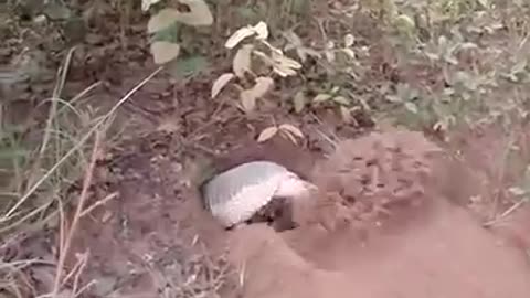 Amazing armadillo