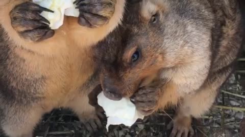 Cute marmots