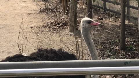 Ostrich's runway and eye contact