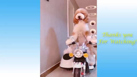 Dog is riding bike with his x kitty