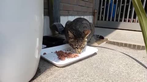 A cat that eats tuna cans deliciously.