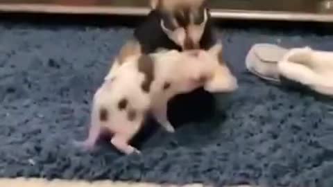 Puppy And Little Pig Funny Fight🐕🐖😂