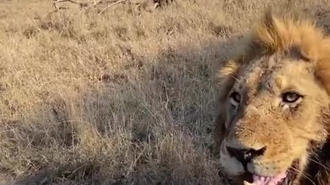 Please remember it is rare as I posted lots of videos of Lion walkbys
