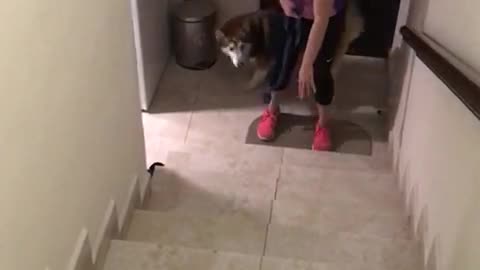 Impatient Husky excited to take a walk