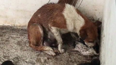 Mother Dog Carries Wet Puppies to Safety