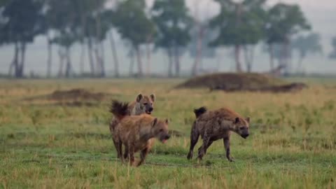 Lion Trapped by Clan of Hyenas Dynasties