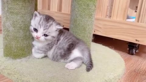 The little Kittens start walking