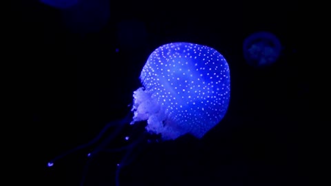 Une méduse qui brille dans l'eau sombre