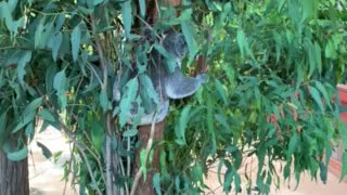 Koala eating gum leaves