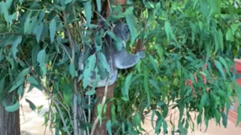 Koala eating gum leaves