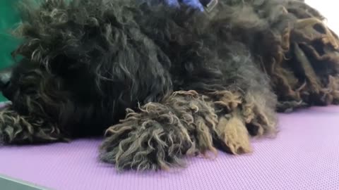 YOU WON'T BELIEVE how this DOG looks after shaving all these dreadlocks