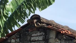 Mouse Chases Away Snake to Save Its Baby