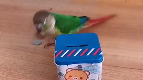 parrot bird