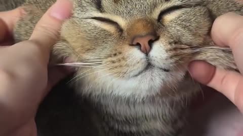Cute cat 🐱 trending video