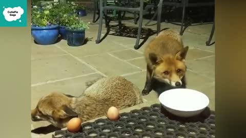 Cutest Foxes Fight Ever - Cute Foxes Videos Compilation