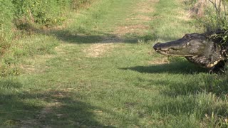 Large Alligator crossing a trail