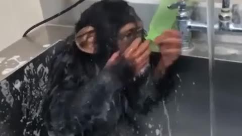 Little chimpanzee swimming,,