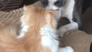 Small kitten versus dog