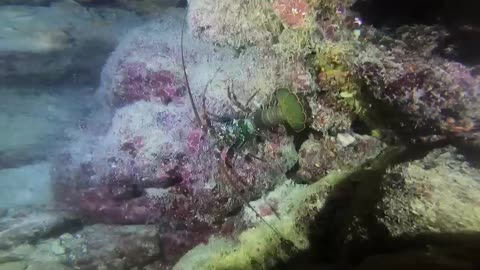 watch lobster RED SEA. night dive AMAZING