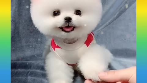 15_Cute and Funny Dog Videos Compilation